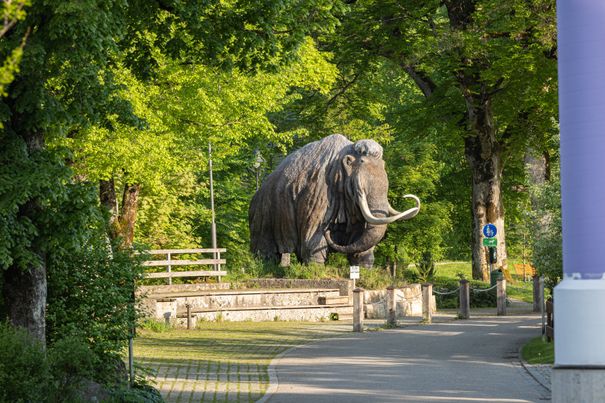 Siegsdorfer Mammut Rudi