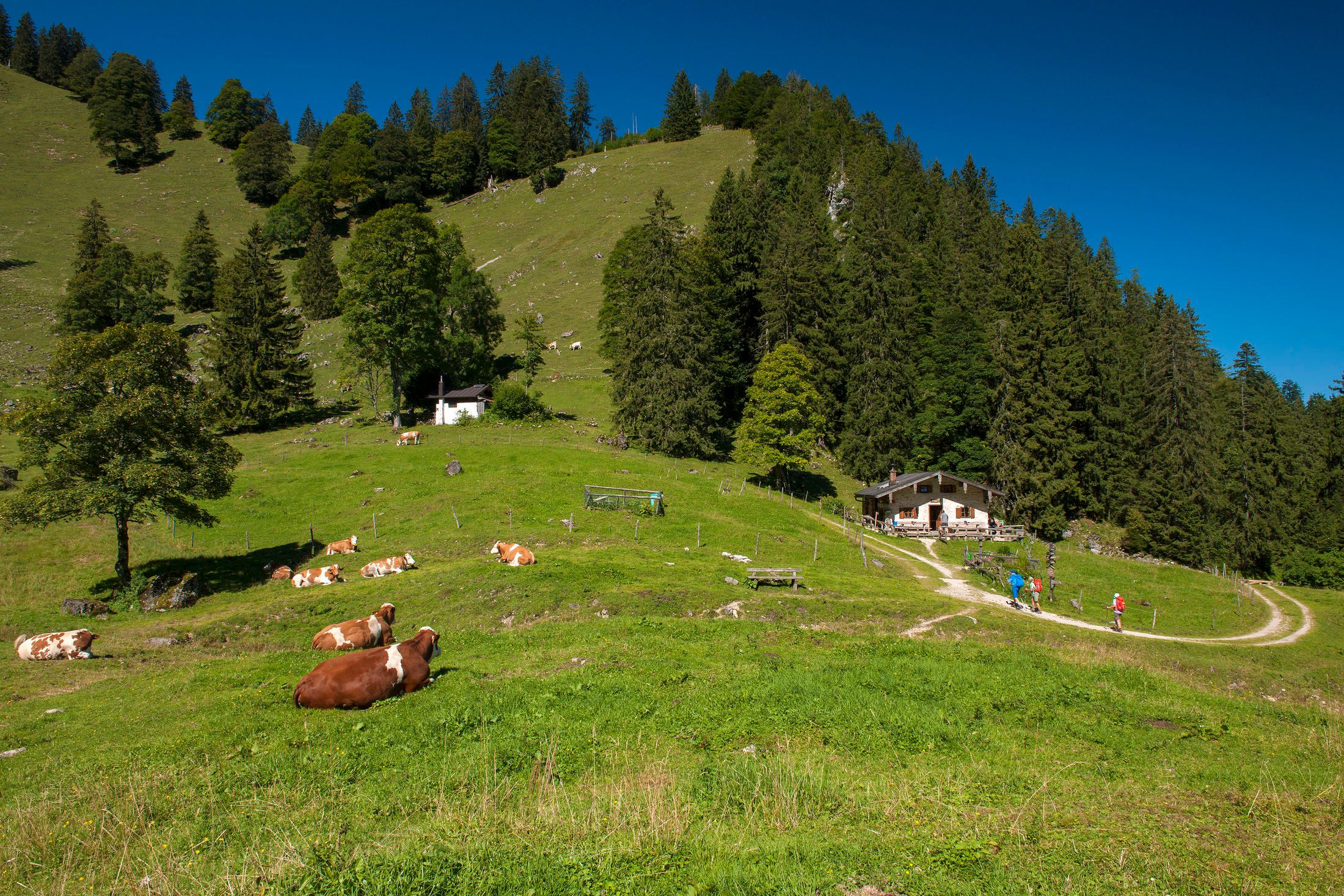 Staudacheralm