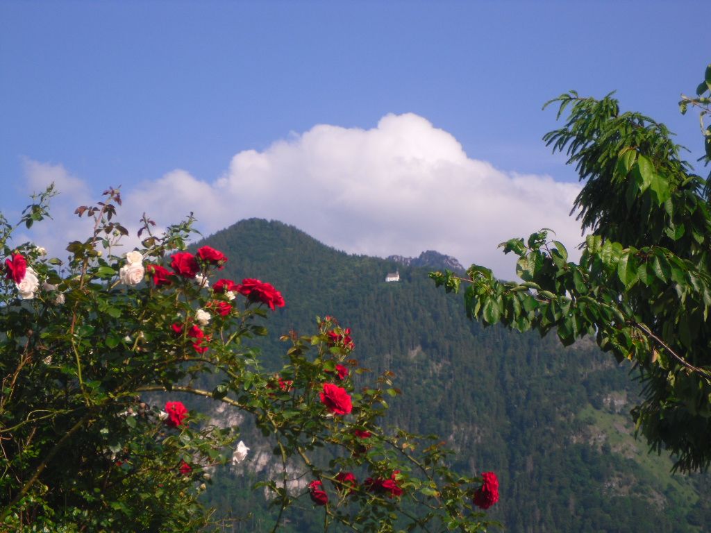 Rosenblüte im Juni