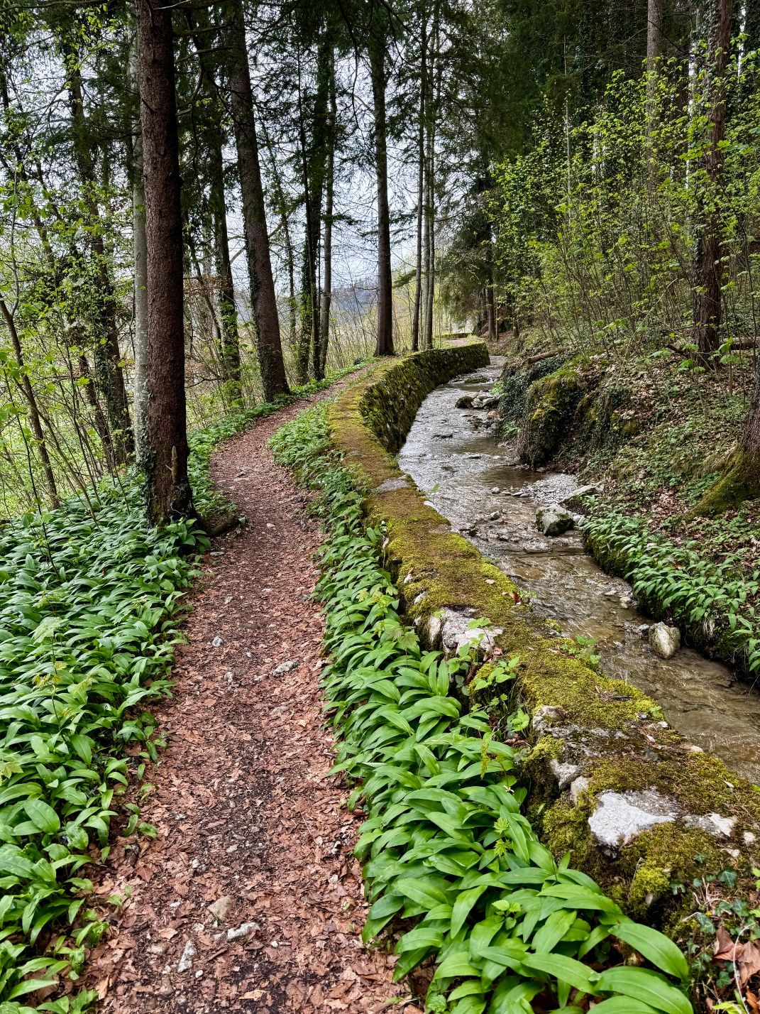 Waldtrail zwischen Grassau und Marquartstein