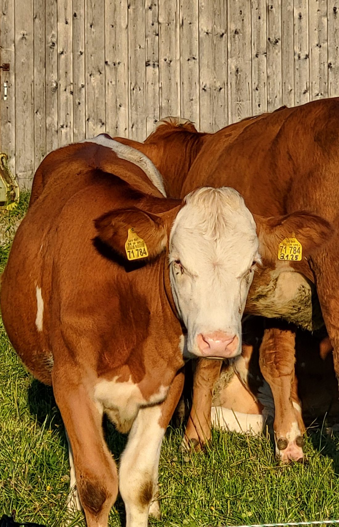 Kälber auf der Weide