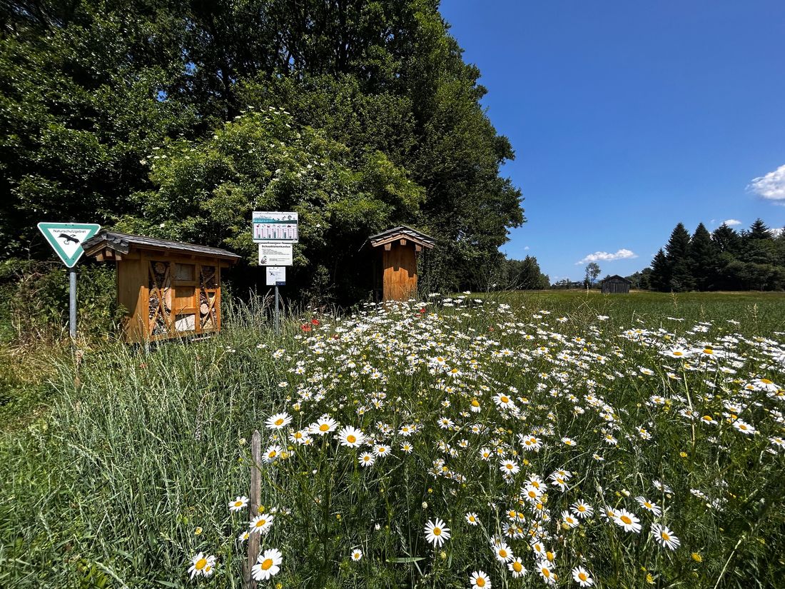 Blumenwiese vor dem Schaubienenkasten in Rottau