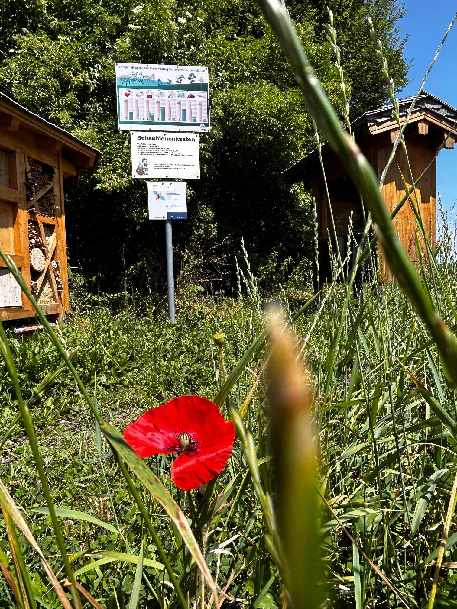 Mohnblume vor dem Schaubienenkasten