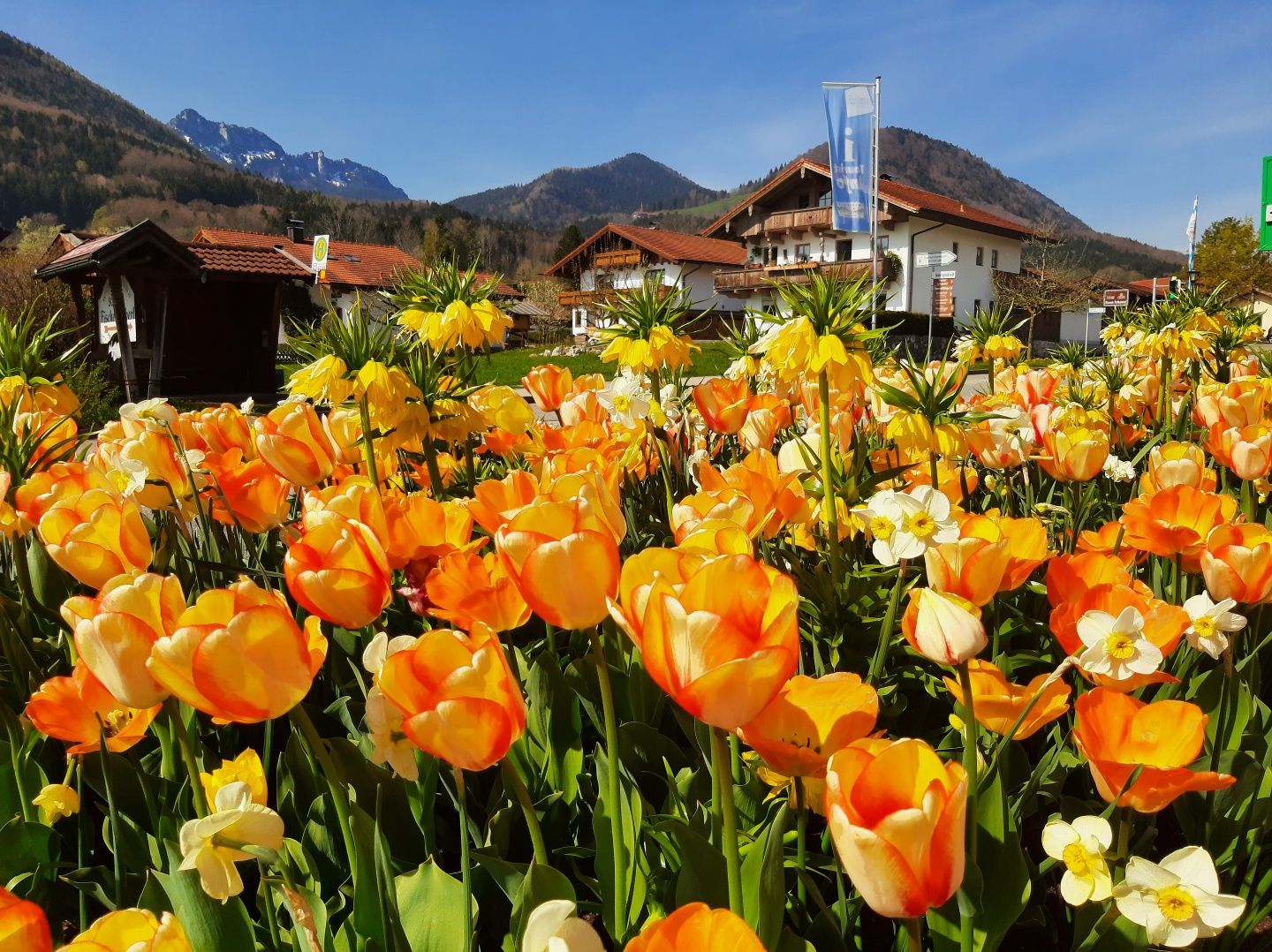 Blumenmeer vor der Tourist Information Rottau