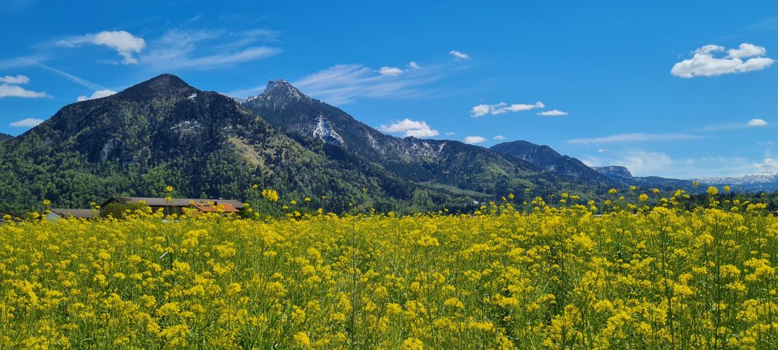 Rapsblüte