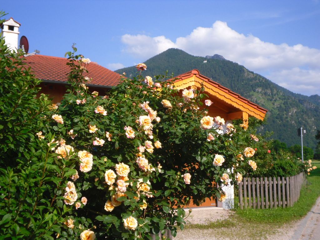 Rosenblüte im Juni