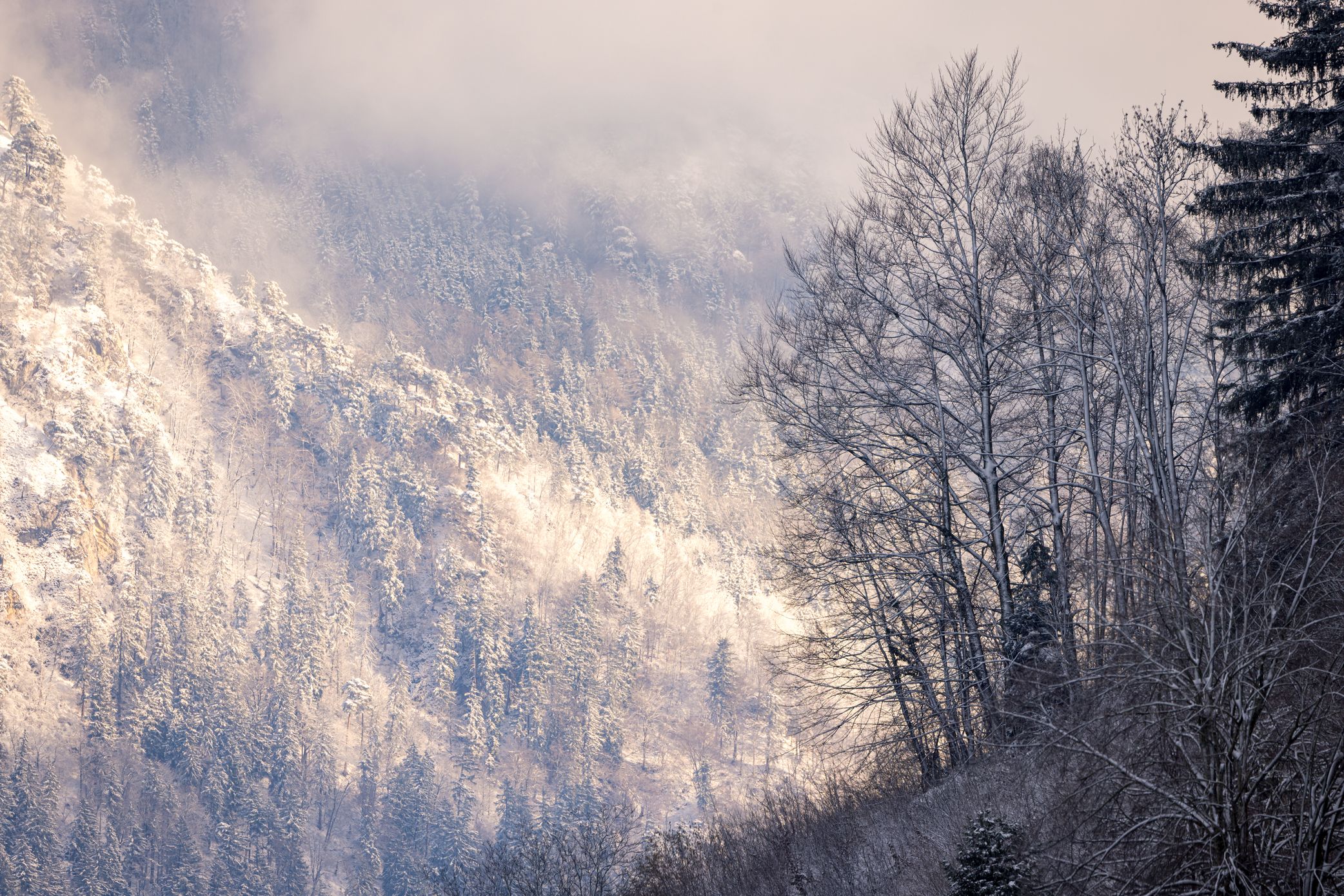 Winterwald im Gemeindegebiet von Grassau & Rottau