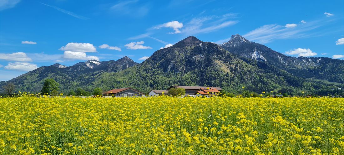 Rapsblüte mit Hochgern