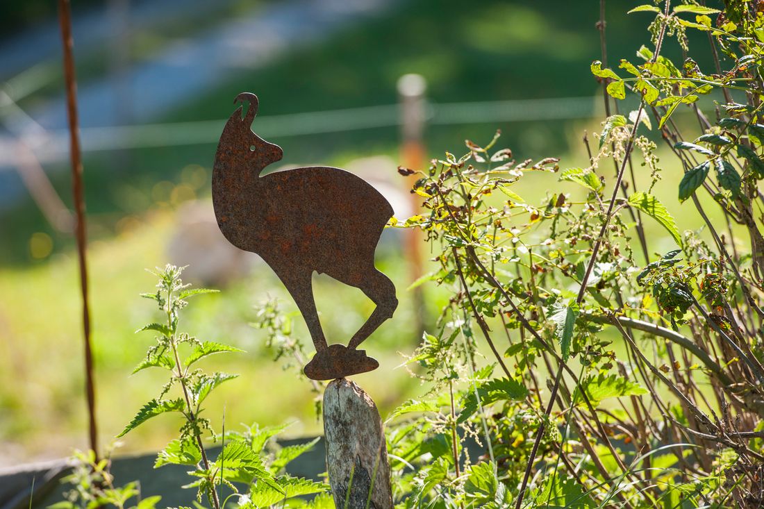 chiemhauserlm-alm_gams