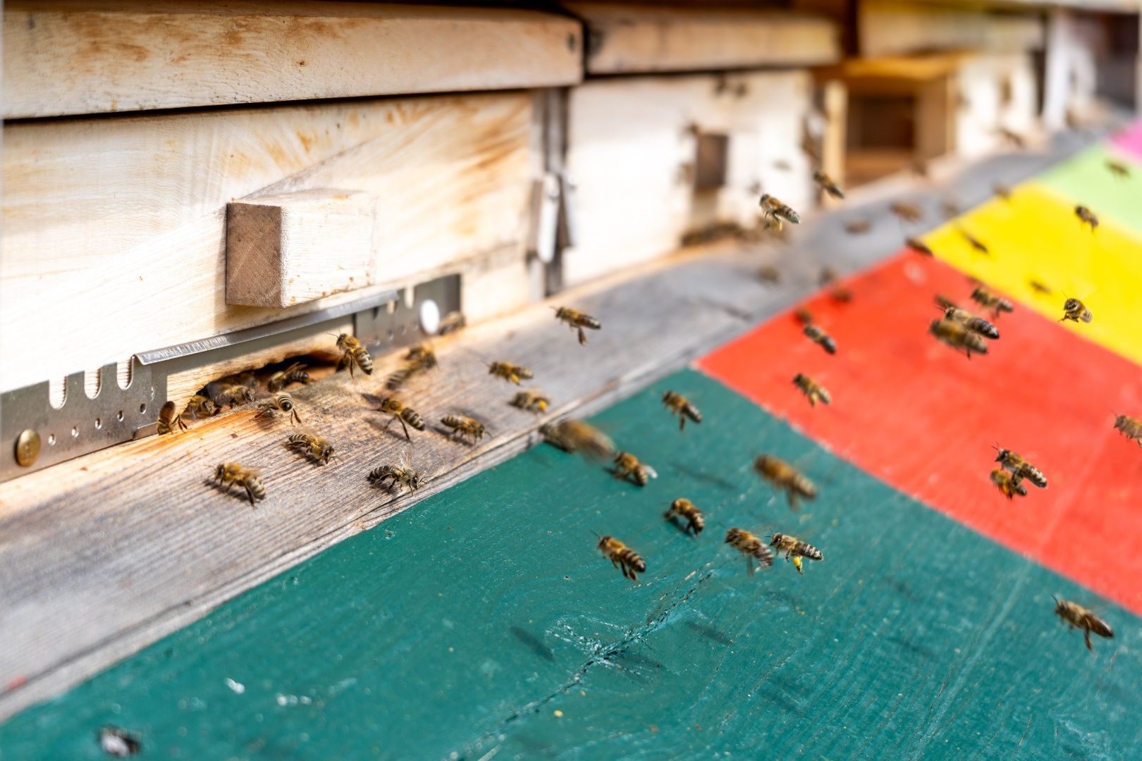 Bienen am Bienenschauhaus