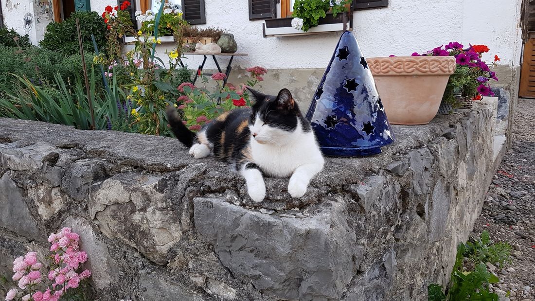 Katze